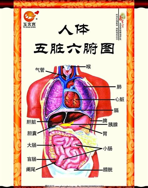 女胃位置|女性人体结构五脏六腑肾的位置图